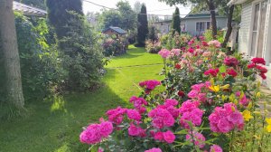 Просто красиво.Цветут розы ..Ленинградская область.  Часть 1.