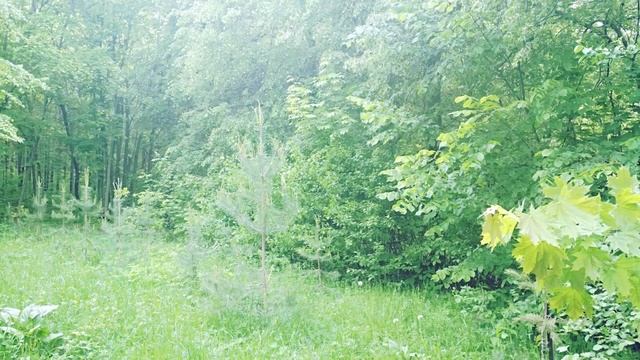 walks ПРОГУЛКИ ЕЛИ СОСНЫ СЕЗОНЫ смотреть онлайн