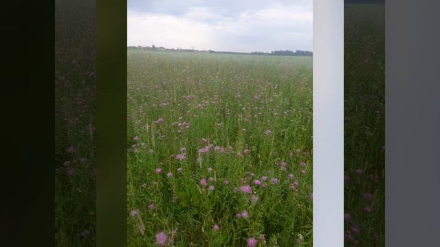 Поляна в сиреневых репейниках .mp4 смотреть онлайн