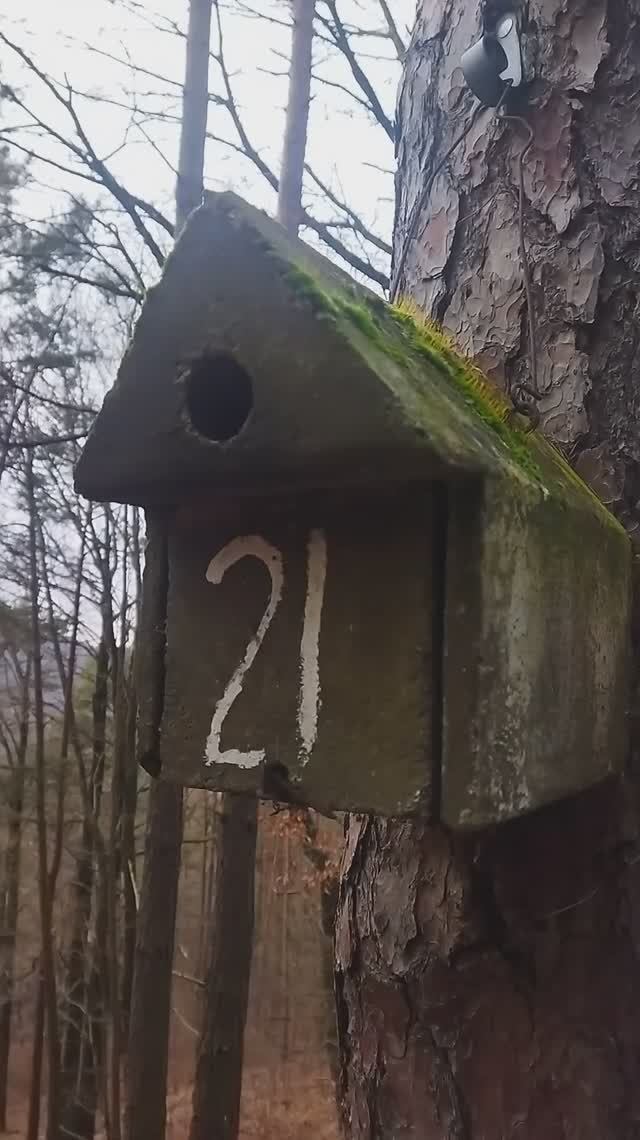 суровый немецкий птичий домик :)