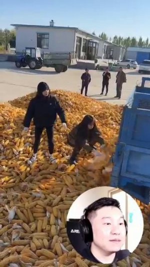 Дон Чичи и Лю Шици на кукурузном поле