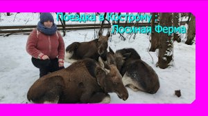 Поездка в Кострому 1 часть. Лосиная ферма