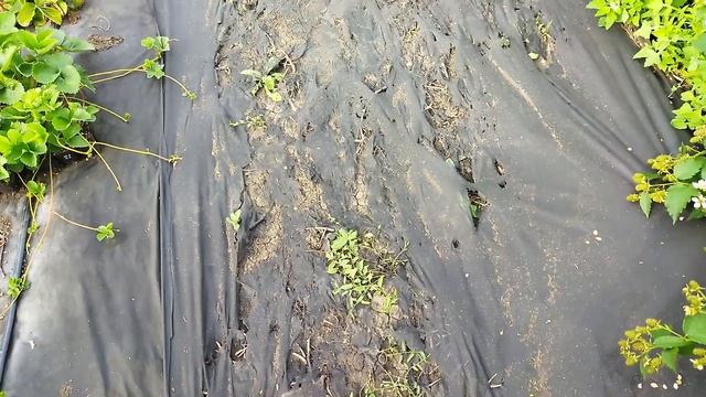 Агроспан Гекса и Зеленый луг. Сравнение.