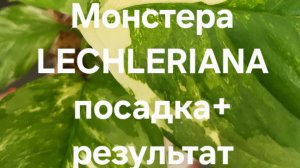 Монстера LECHLERIANA посадка+результат