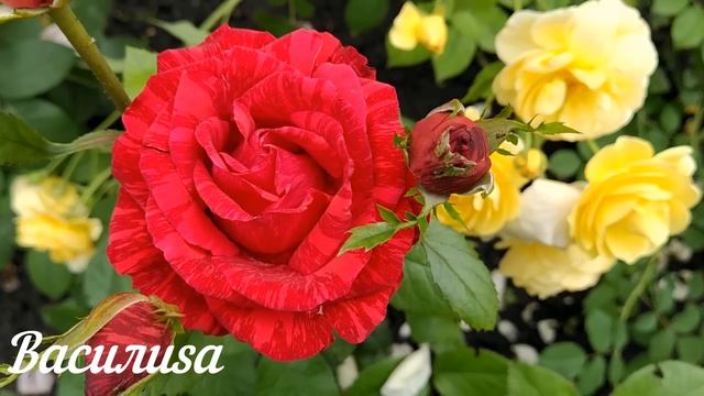 28 марта Александров День. Что нельзя делать 28 марта. На смотреть онлайн