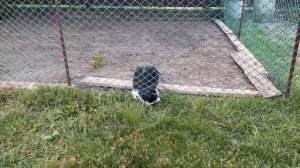 Челлендж ПОБЕГ ИЗ ТЮРЬМЫ! ВЫЖИВАНИЕ 24 ЧАСА для Котов А ну-ка Давай-ка