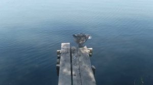 Утка на речке