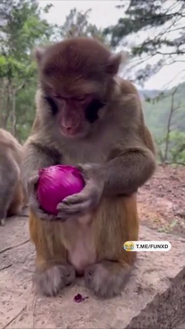 Сам ешь свой лук