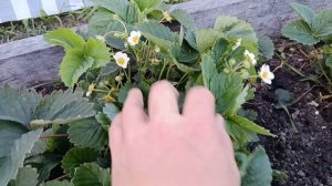 МУЖ ДЕЛАЕТ ХОЛОДЕЦ👍НАШ ВЕЧЕР.