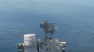 Наглая дикая утка на мостике