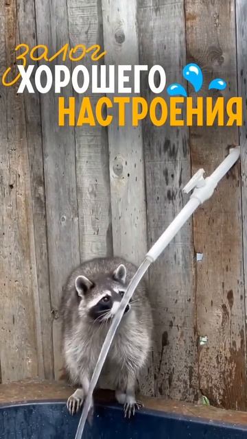 Еноты-чистюли! Утренние умывашки в стиле этих хитрецов смотреть онлайн