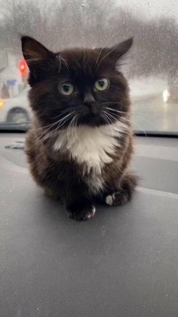 ЧМОНЯ КРУТОЙ смотреть онлайн