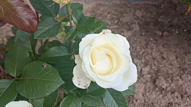 Цветут мои белые розы. Спокойная музыка для души. Красивая мелодия.