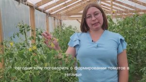 🍅 Как правильно формировать томаты в теплице?