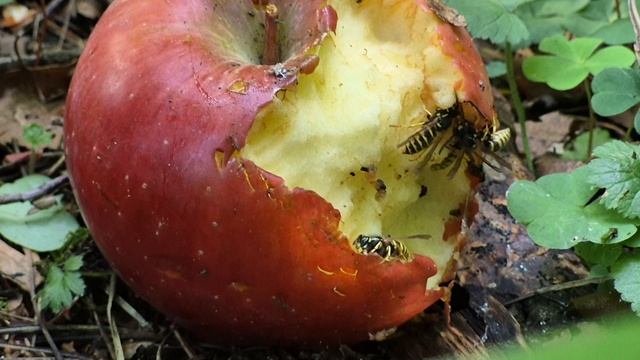 Моё творчество и жизнь