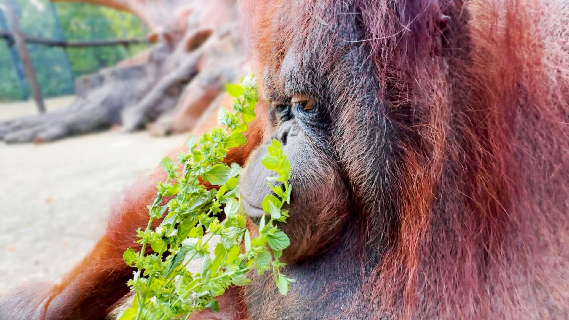 Ароматерапия для Дануси! Веточка мяты - это не просто зелень! Заменит специи, букет и духи Шанель! смотреть онлайн