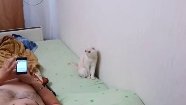 СМмеШНО ДО слЕЗ ,КОТЫ ТАНЦУЮТ смотреть онлайн