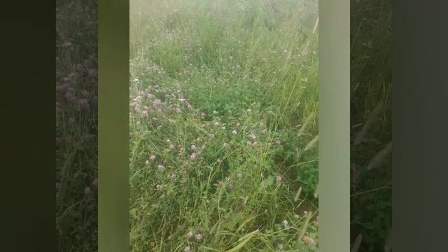 Вторая половина июля. Вторая половина лета.mp4 смотреть онлайн