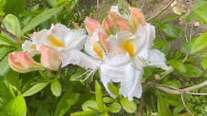 Июнь в Саду 7 и 11 июня 2025