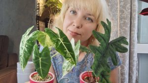 Пересадка малышек алоказий, реанимация алоказии Медная