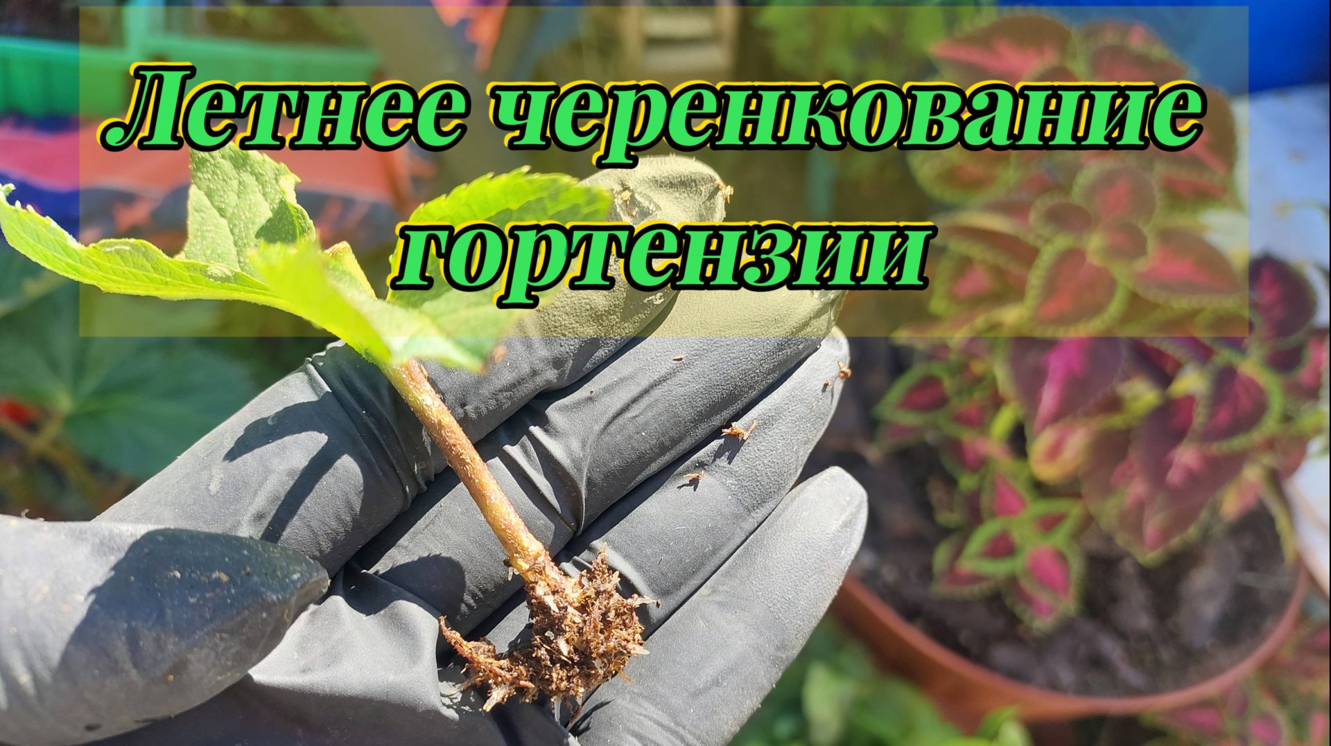 Летнее Черенкование Гортензий 🌱Проверенный способ +Результат в конце видео... смотреть онлайн