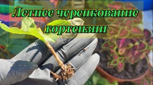 Летнее Черенкование Гортензий 🌱Проверенный способ +Результат в конце видео...