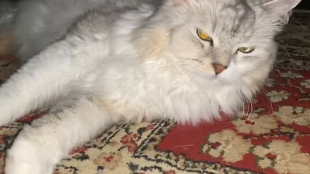 Меховой рай: приключения пушистой звезды