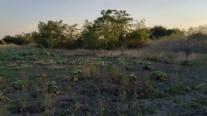 Вот это урожай! Вот это хозяйство! Жизнь на новом месте.