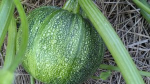 Пасынкую тыквы и выбираю семейный лук.