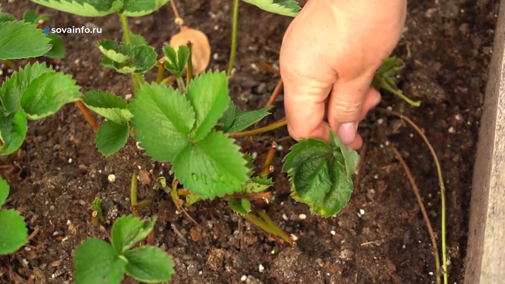 Ухаживаем за земляничными грядками. Дачные сезоны