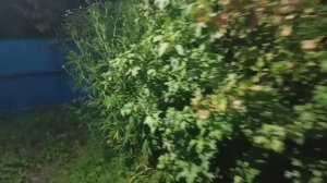 На старом хуторе #колдун #аудиокнига #ночь #ужастик писатель