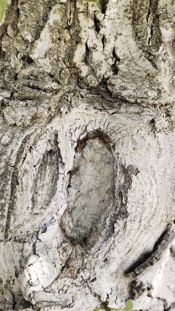 Как спасти дерево если в нем дупло. смотреть онлайн