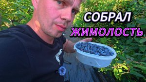СБОР ЖИМОЛОСТИ: как собрать урожай быстро и не растерять ягоды!