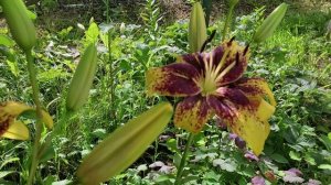 Цветут цветы в саду в июле.