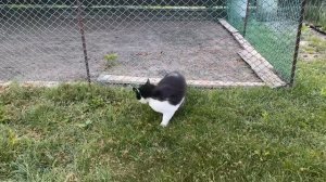 челендж побег из тюрьмы выживание 24 часа для котов. анука давай-ка