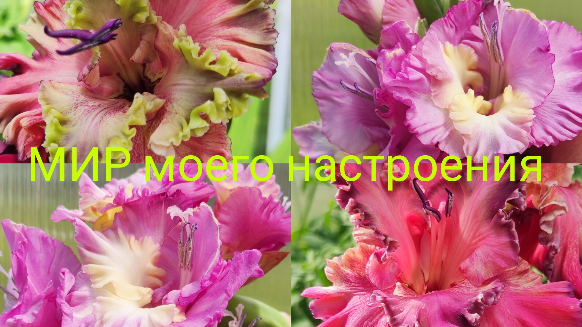 19.07.25 Дача.Гладиолусы распускаются.Сорт "Звёздная болезнь"очень эффектно! смотреть онлайн