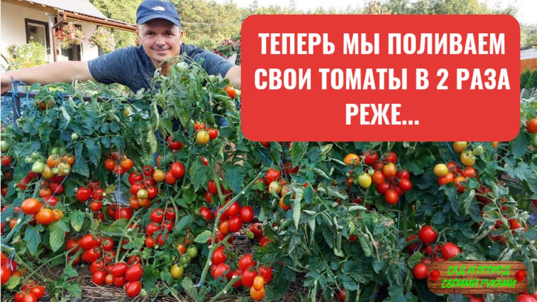 Теперь мы поливаем свои томаты в 2(два!) раза реже!!