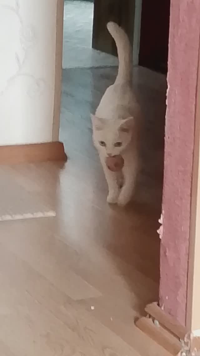 Кошка вместо собачки смотреть онлайн