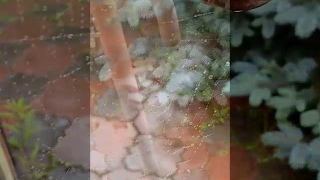 КОМЕДИЯ РОК Паутина!(((( смотреть онлайн