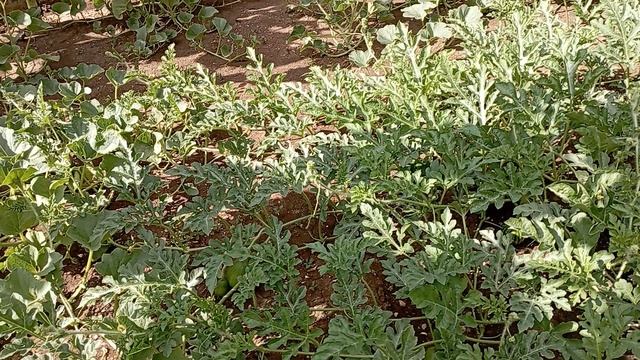 "Ну что, по арбузикам пройдëмся...?"/обзор арбузов/обзор дыни/ смотреть онлайн