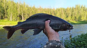 Новый поход в этом сезоне на любимую реку. Ловля хариуса на горной реке. Часть 1-я.