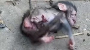 Новорождённый детёныш макаки упал  с дерева  и ...   000023198.mp4