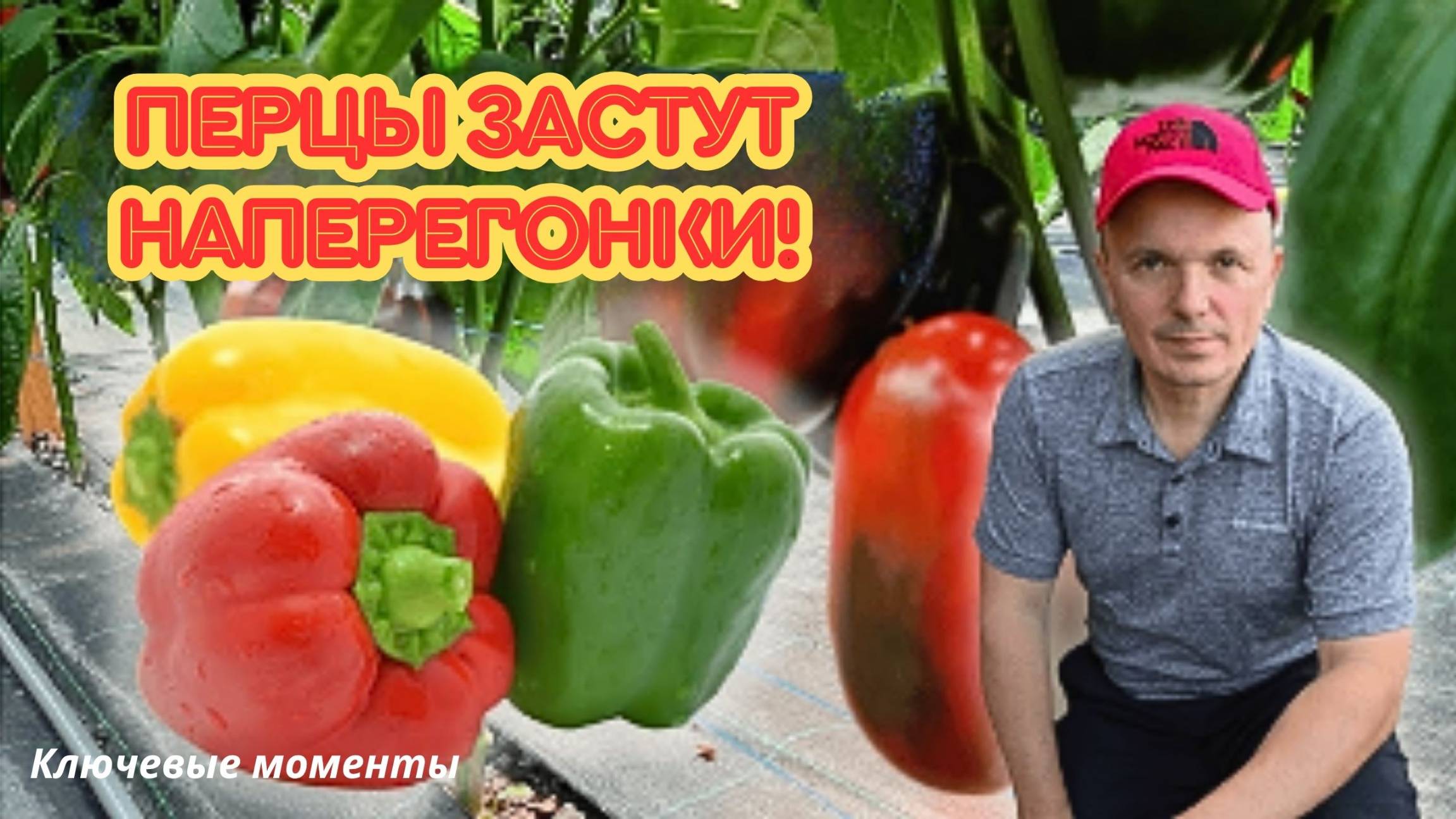 Перцы зреют быстрее, чем вы успеете заметить! Простой приём. смотреть онлайн