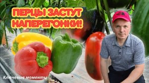 Перцы зреют быстрее, чем вы успеете заметить! Простой приём.