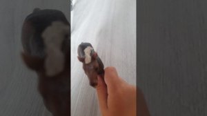 типы лошадей шляйх