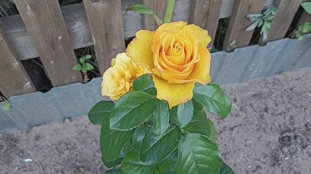 Мои розы, лилии июля и красивая музыка для души.