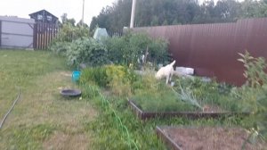 Стройка 6 день , Жизнь ч Деревне,  Собрала посадочный материал