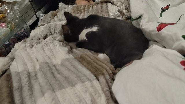 Кошачий массаж.mp4