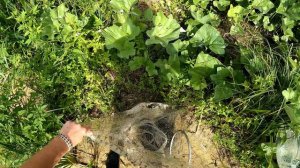 Наконец то пошли трофеи!!! Не долгая но максимально успешная рыбалка кастинговой сеткой 6м 😁😁😁👍