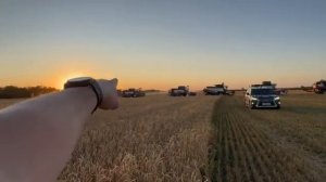 Уборка озимой пшеницы. Агрофирма «Целина».